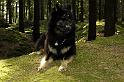 forest (3)